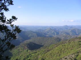 cevennes